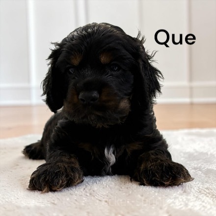 puppy, for, sale, Cocker Spaniel, Joe & Cherri  Overlease, dog, breeder, Miller, MO, dog-breeder, puppy-for-sale, forsale, nearby, find, puppyfind, locator, puppylocator, aca